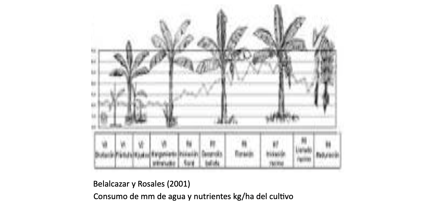 Consumo de mm de agua